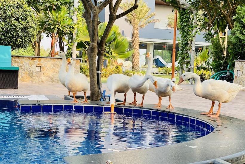 Krishna Riverside Resort Vasad المظهر الخارجي الصورة
